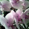 Blumen aus Amsterdam orchide